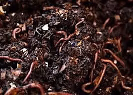Backyard Composting with Vermiculture