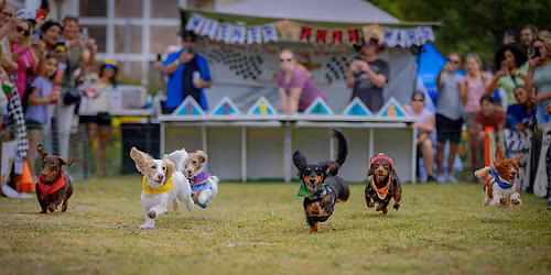 Florida Wiener Dog Derby XVI \u2013 Sweet 16  | Race Your Dachshund at Curtis