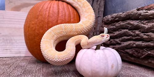 Slither & Spiders Halloween Bash \ud83c\udf83 One year anniversary of Great Lakes Serpentarium