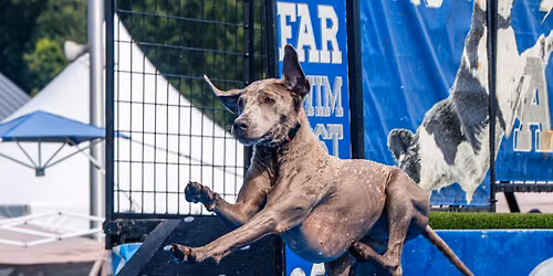 DockDogs\u00ae at Dutchess County Fair
