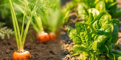 Building Bridges Garden Club: Pick Delicious Food You've Grown (workshop 5)