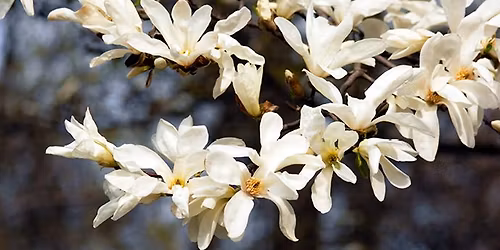 Kveldsomvisning: Naturen v\u00e5kner