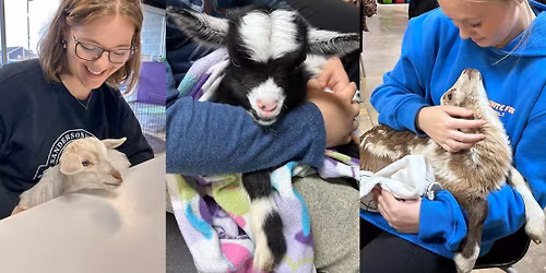 Painting with Goats