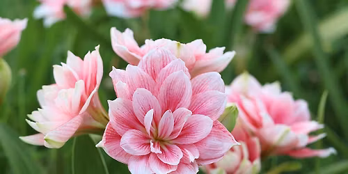 General Meeting with Speaker Lisa Walton on "Plants for Winter and Early Spring" and Craft Sale-