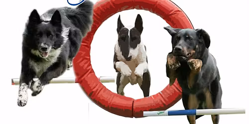 concours agility