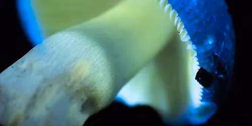 Biofluorescence Walks at Salhouse Broad