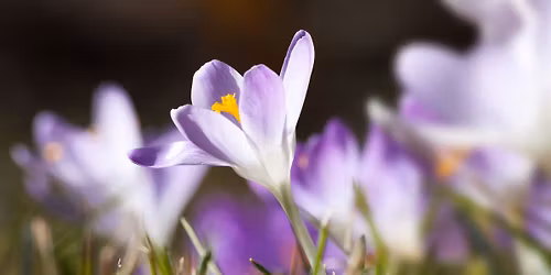 Wiosenne budzenie energii - Kundalini Joga & Medytacja