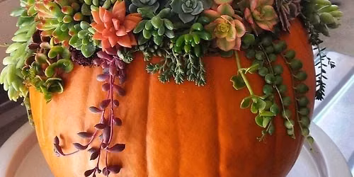 Succulent Pumpkin Workshop