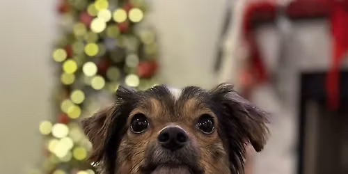 Home for the Holidays