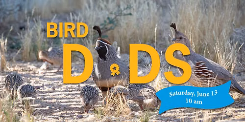 Bird Dads