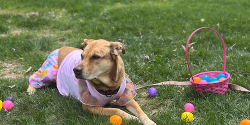 Doggy Egg Hunt