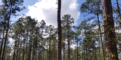 Florida Arbor Day Activities