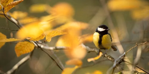  Bird Watching for Beginners - Guided Walk at RSPB Ham Wall
