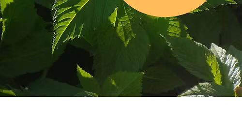  Der Giersch \u2013 ein Unkraut zum Verlieben