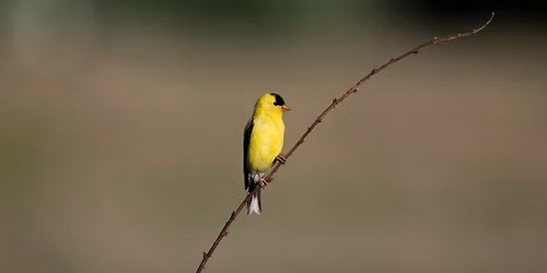 Birding Beckenholdt Park (9am)