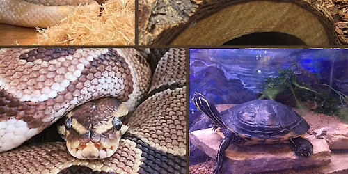 Critter Corner