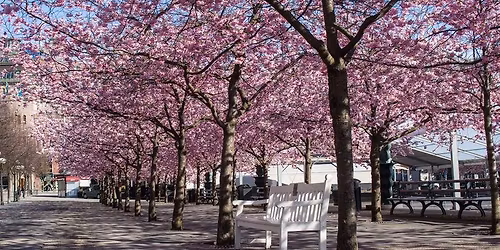  Pavasario kruizas \u012f sakur\u0173 \u017eiedais i\u0161sipuo\u0161us\u012f Stokholm\u0105. Talinas-Stokholmas-Talinas LIKO 9 VIETOS!