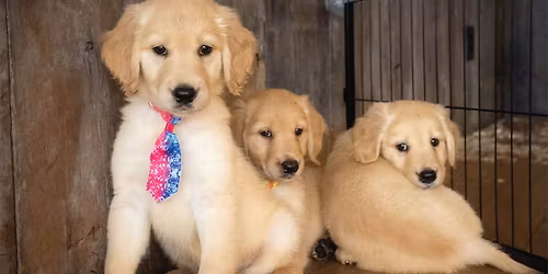 Pop-Up Puppy Yoga with Golden Retriever Puppies