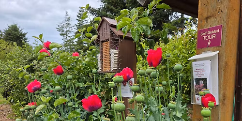 Biology and Backyard Care of Blue Orchard Mason Bees: Part 1