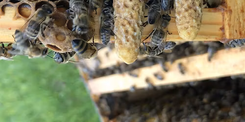 Advanced Beekeeping \u2013 Workshop 1 of 1