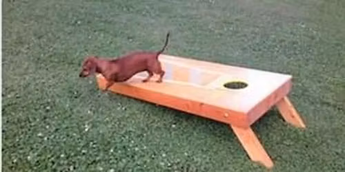 Bark And Bags 2026!!!!!