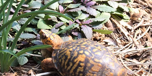 All About Reptiles