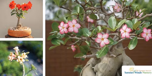 Glendale- Desert Roses in Arizona: Growing Beautiful Adeniums