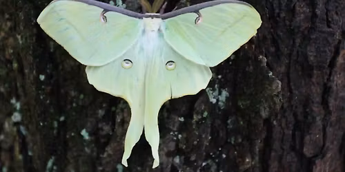 Insect Extravaganza! 