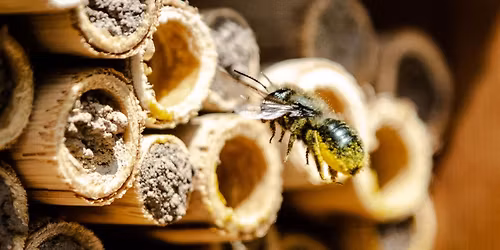 Getting Started with Mason Bees