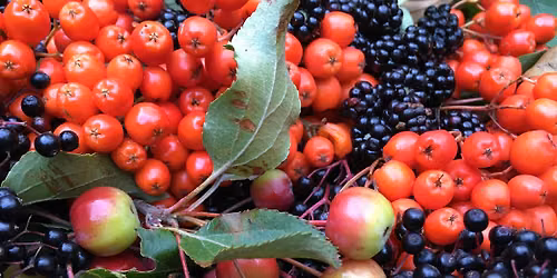 Summer Foraging Course