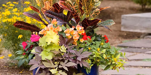 Free Perfect Summer Container Demo & Sale with Sandy Milam