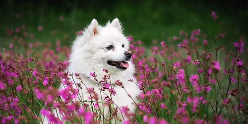 International Breed Meeting for Japanese Spitz