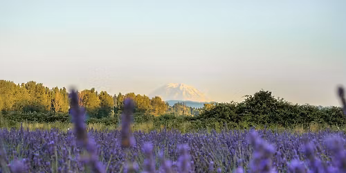 Opening day of The Lavender Farm and Flower Market 