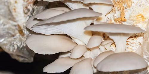 Grow Mushrooms from Waste | An Experimental Community Garden Workshop