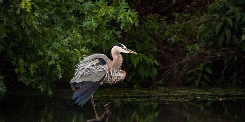 Family Fun Day: Feathered Friends