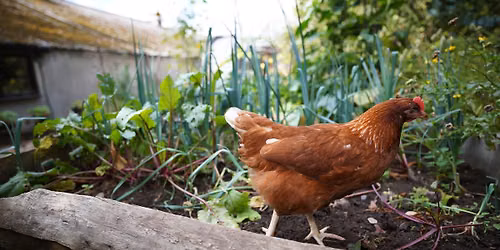 Garden Chicken Keeping