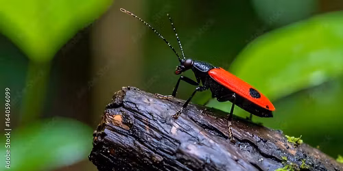 Flip a Log\/Stone & Discover Hike