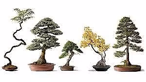 David DeGroot - Bring your own tree workshop