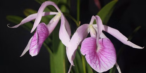 Hope Blooms