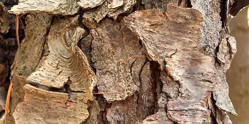 Winter Tree ID Hike (Mambourg Park)