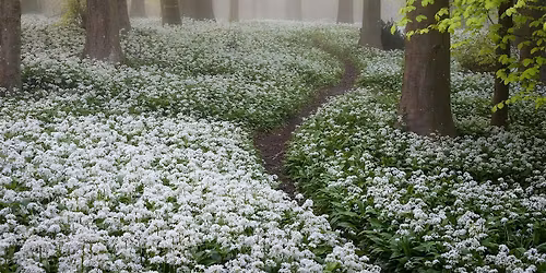 Jamie Fielding "The Wonder of Woodlands and Finding Order in the Chaos"