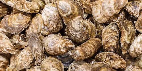 MSX and Dermo Project Updates Year 1