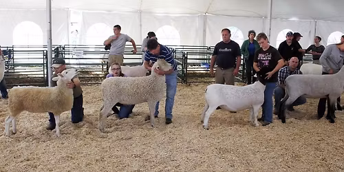 Open Sheep Show