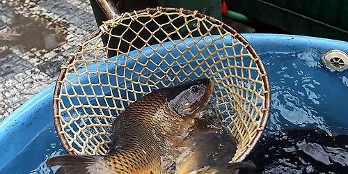 PRODEJ VANO\u010cN\u00cdCH KAPR\u016e VE \u0160T\u011aP\u00c1NOV\u011a