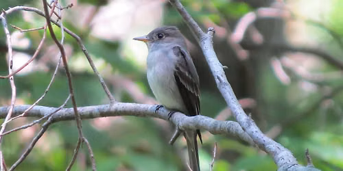 Birding for Beginners- November