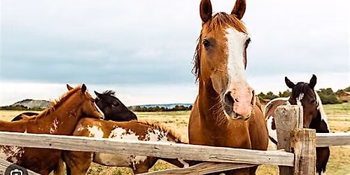 Nature & Networking: BEAUtiful Horse Farm Rockaway NJ