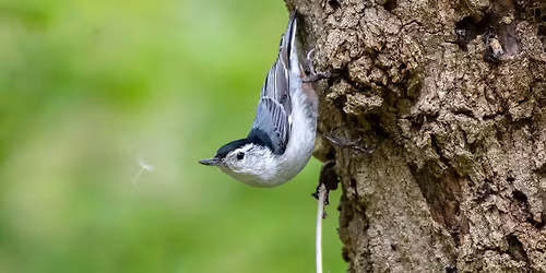 Birding Thornwood Nature Preserve (9am) - Final Walk of the Season