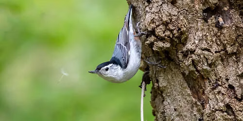 Birding Thornwood Nature Preserve (9am) - Final Walk of the Season