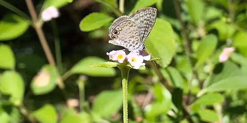 Butterfly Gardening