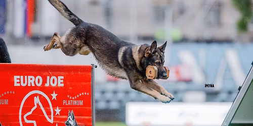 OBX Working Dog Club - Spring IGP Trial 